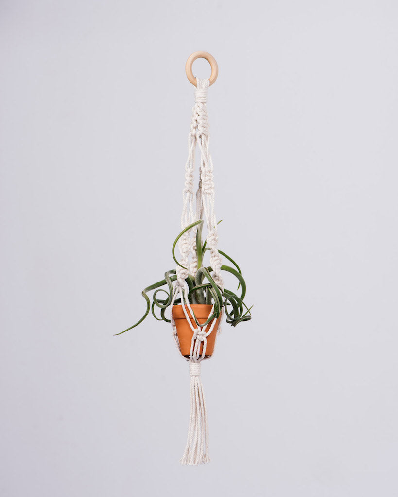 Knotty Mini Plant Hanger